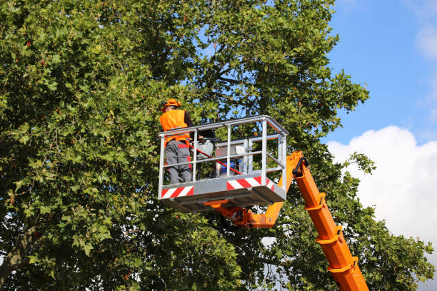 Leaf Removal in Odenville, AL