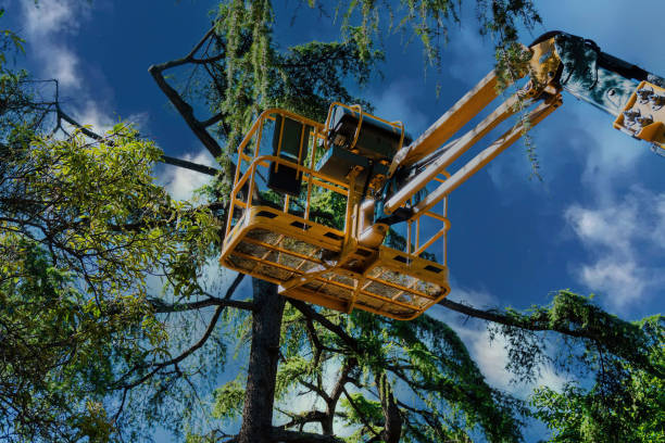 Reliable Odenville, AL  Tree Services Solutions